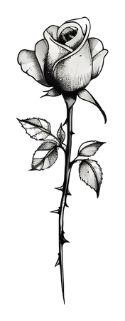 ����ϸ�̵ĺ�õ������PNG���ͼ