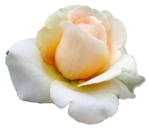 ����õ�廨������PNG���ͼ