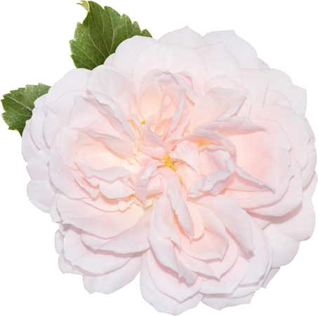 ���ŵİ׻�԰õ�廨PNG���ͼ