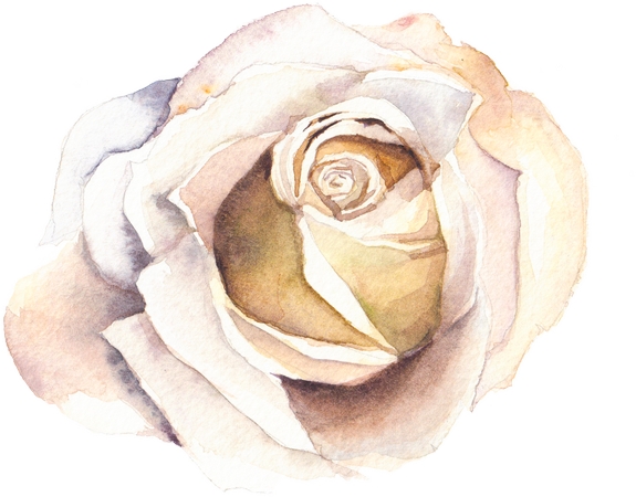 ˮ��õ�廨PNG���ͼ