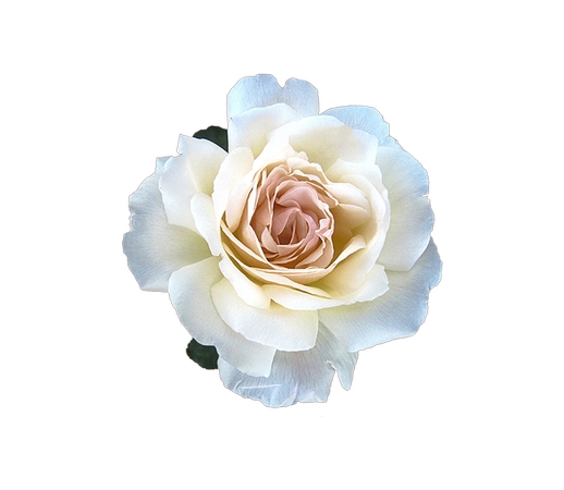 ��֧����õ�廨����PNG���ͼ