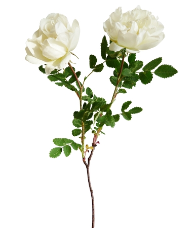 ����Ҷ��������õ��PNG���ͼ