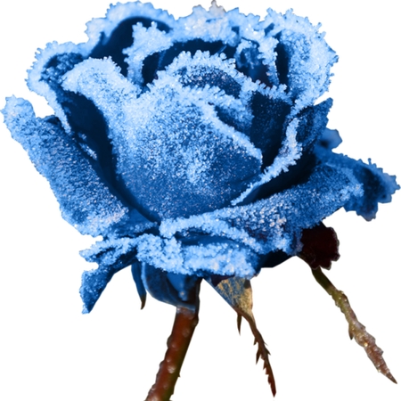 ������õ��PNG���ͼ