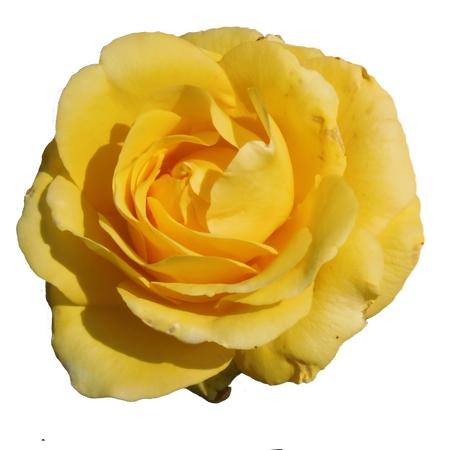 ʢ���Ļ�õ��PNG���ͼ
