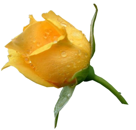 ��¶��Ļ�õ�廨PNG���ͼ