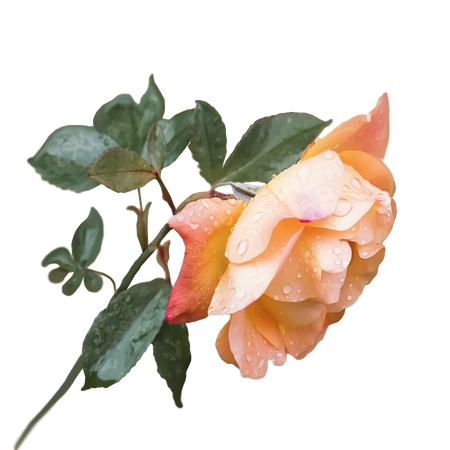 ��Ȼ����д�Ҷ�ӵĻ�¶��õ��PNG���ͼ