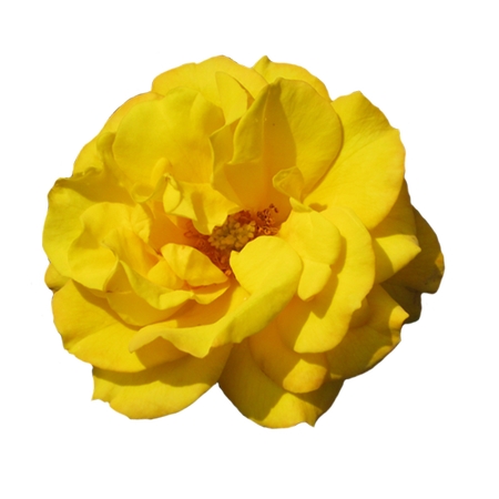 �����ƻ�ʢ��PNG���ͼ