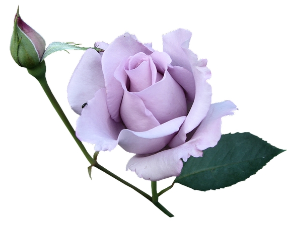 �����ٺ�Ҷ�ӵ�ǳ��õ��PNG���ͼ
