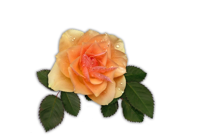 ��Ҷ�Ӻ�¶��ĳ�õ��PNG���ͼ