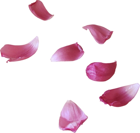 ʢ���ķۻ���PNG���ͼ