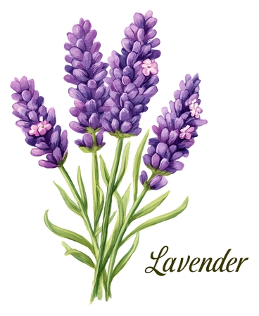 ޹�²ݻ��� - ޹�²ݻ���廭PNG���ͼ