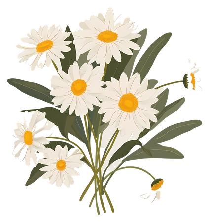 Daisy Bouquet - �ɰ��İ�ɫ���ղ廭PNG���ͼ