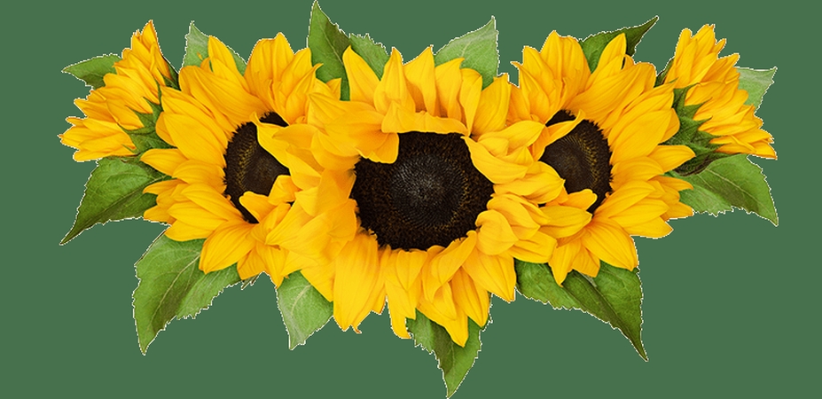 ���տ����� - ���������տ������廭PNG���ͼ