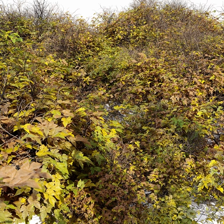 ��ľ024 3Dģ��