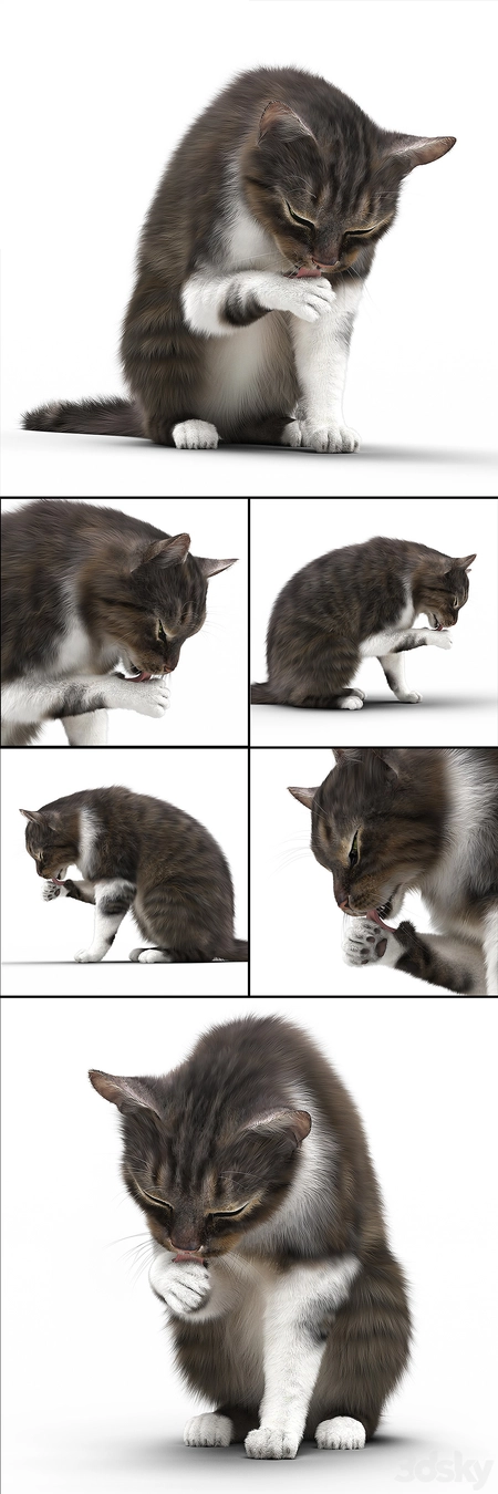 ��èץ��è3Dģ��